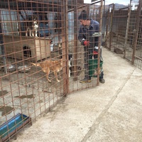 photo de livraison pour Save & Hope for Dogs