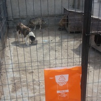 photo de livraison pour Speranta Pentru Animale