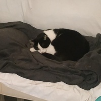 photo de livraison pour Les Pattounes de l'Espoir