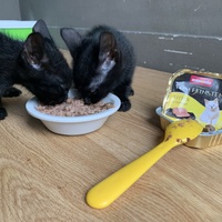 photo de livraison pour L’École du Chat de Saint-Denis Langevin