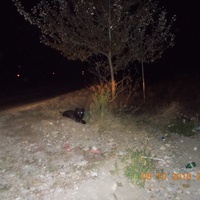 photo de livraison pour Pro Animals Finland ry