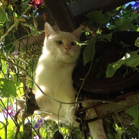 photo de livraison pour Association Des  Chats  De Hyeres
