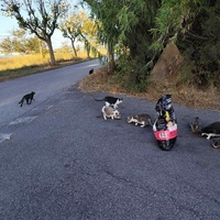 photo de livraison pour Les chats Port-Saint-Louisiens