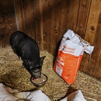 photo de livraison pour Chats Libres de Béziers