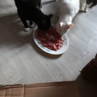 photo de livraison pour Boule de Poils