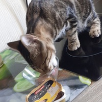 photo de livraison pour Chats cerbériens