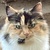 photo animal