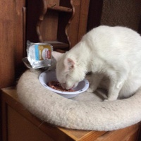 photo de livraison pour Vallée des Chats