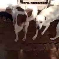 photo de livraison pour Comme Chiens et Chats Maroc