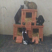 photo de livraison pour Paroles de Chats
