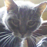 photo de livraison pour Pattes de Chats 50