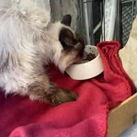photo de livraison pour Chats-sos