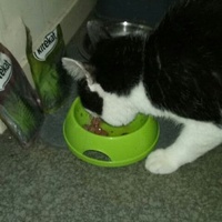 photo de livraison pour Les Chats de la Rue