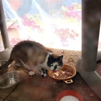 photo de livraison pour Chat de Gout'hier sans Toit