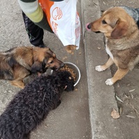 photo de livraison pour Asociația Hăpluț și prietenii