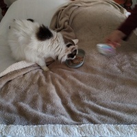 photo de livraison pour Chats Grains d'Amour