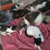 photo de livraison pour Les Pattounes de l'Espoir