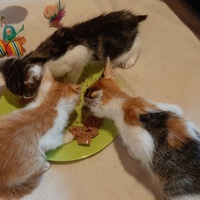 photo de livraison pour Bien vivre avec les Chats Sallélois
