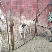 photo de livraison pour Svetlana Bjelogrlic