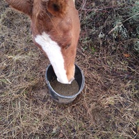 photo de livraison pour Equi-Libre : Droit à la Retraite Equine