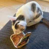 photo de livraison pour Les Chats de la Rue