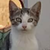 photo animal