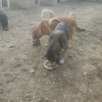 photo de livraison pour Svetlana Bjelogrlic