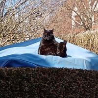 photo de livraison pour Chat de Gout'hier sans Toit