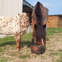 photo de livraison pour Les Chevaux d'Elo