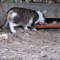 photo de livraison pour Les Chats de Dalila and co