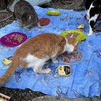 photo de livraison pour Les chats de chez nous