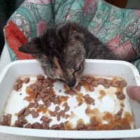 photo de livraison pour Une vie, Un chat