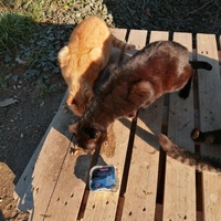photo de livraison pour Les Chats Libres de la Canterrane