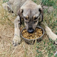 photo de livraison pour Serbian Society for the Protection of Animals - SSPA