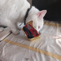 photo de livraison pour 4 Pattes sur mon Cœur