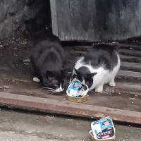 photo de livraison pour L’École du Chat de Saint-Denis Langevin