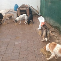 photo de livraison pour Comme Chiens et Chats Maroc