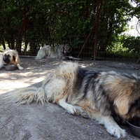 photo de livraison pour Svetlana Bjelogrlic