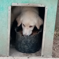 photo de livraison pour Daniela Elena Sandoiu