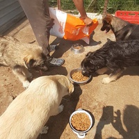 photo de livraison pour Animal Shields Oradea
