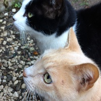 photo de livraison pour Les chats de chez nous
