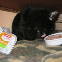 photo de livraison pour Au Bonheur des Chats Libres