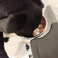 photo de livraison pour Cœur Animal