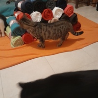 photo de livraison pour Les Amis de Michouette