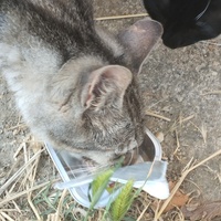 photo de livraison pour Cat Miaou