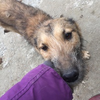photo de livraison pour Save & Hope for Dogs