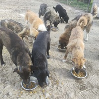 photo de livraison pour Svetlana Bjelogrlic