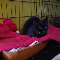 photo de livraison pour Chats Libres de Béziers