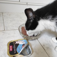 photo de livraison pour Chacun son chat