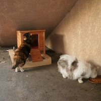 photo de livraison pour Protection Animale Berroise